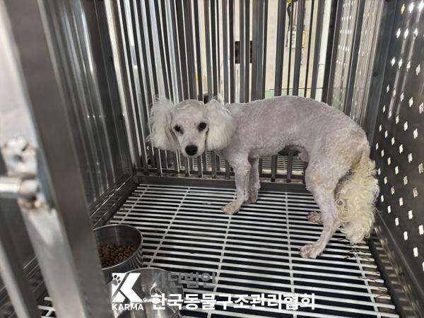 보호중 푸들의 가족…